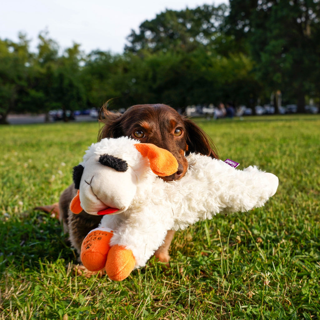 Multipet Lamb Chop Pupkin Spice Latte Dog Toy