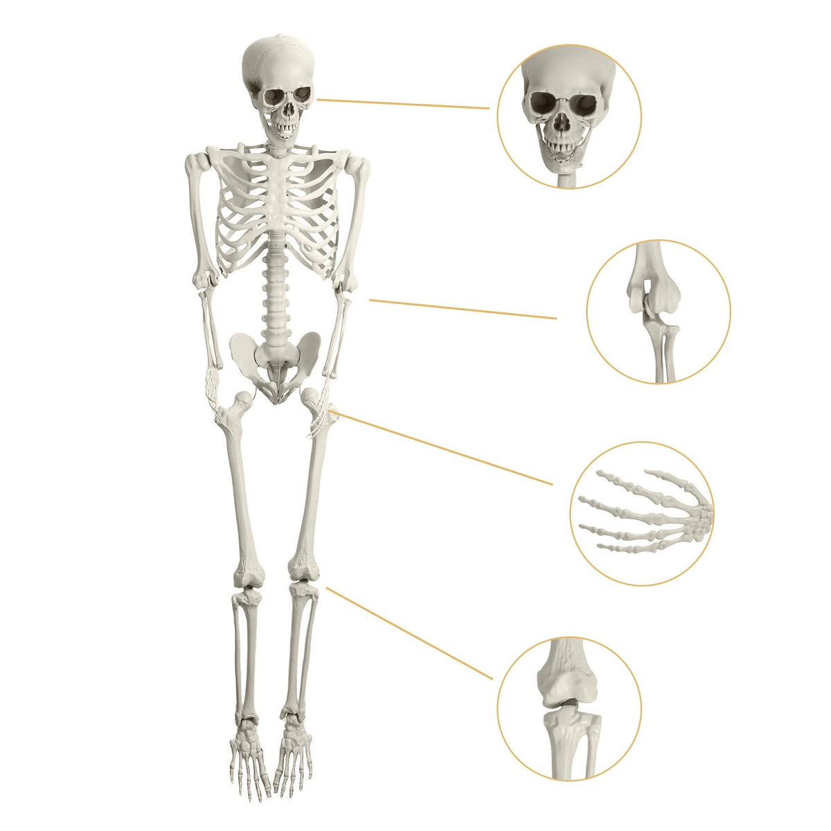 Kitem Skeleton Prop 5.4ft Poseable Life Size Halloween Decoration Plastic Full Body Human Bones Skeleton Party Supplies 1pc